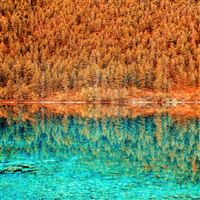 Lake Trees Reflection iPad Pro wallpaper