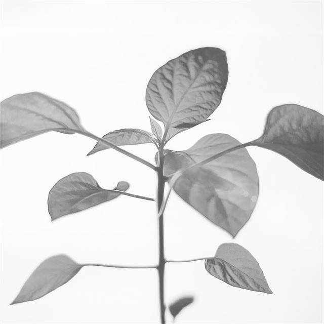 2732x2732 Flower Leaf Simple Minimal Nature Bw - minimal iPad Pro Wallpaper