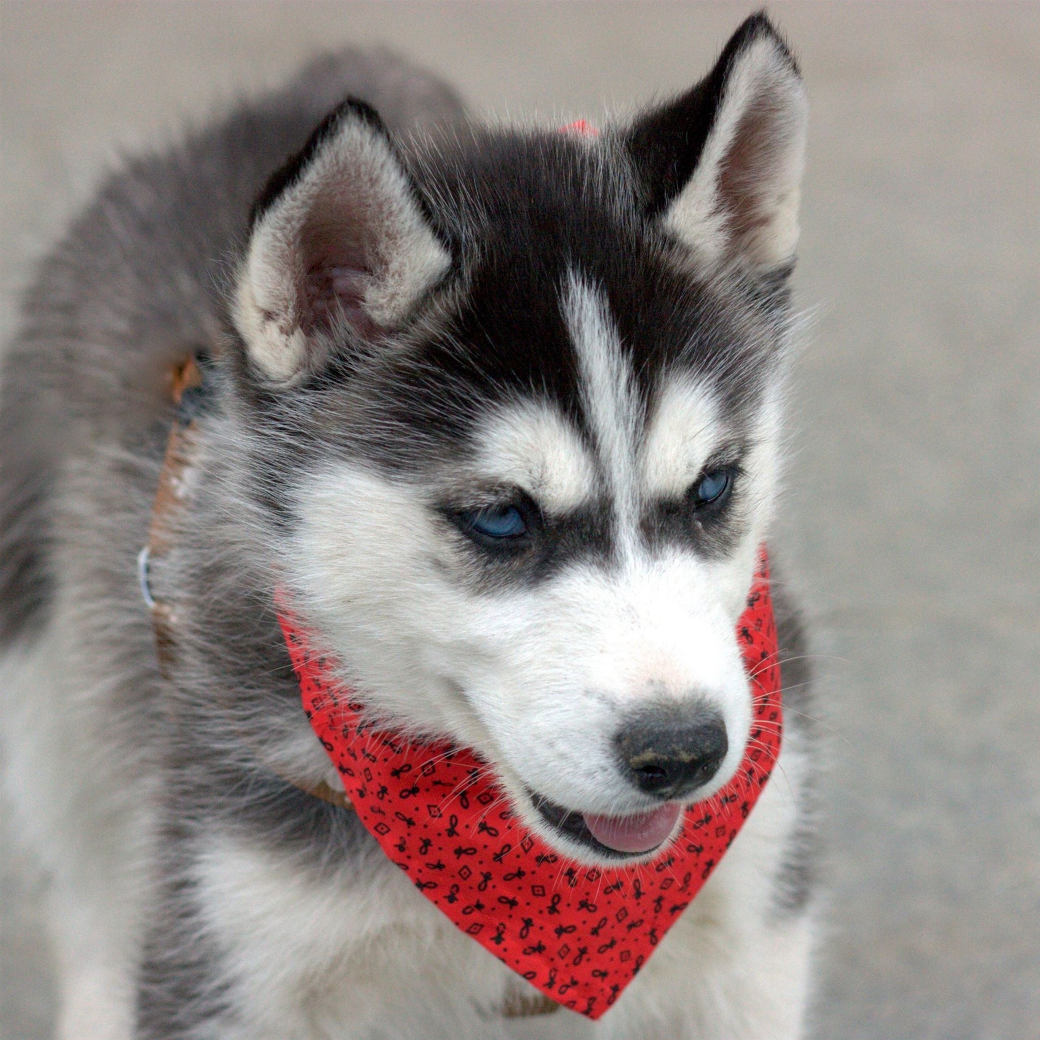 Husky Puppy Dog Face Handkerchief iPad Pro Wallpapers Free Download