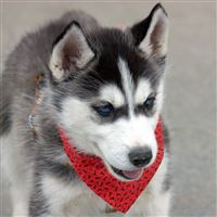 Husky Puppy Dog Face Handkerchief iPad Pro wallpaper