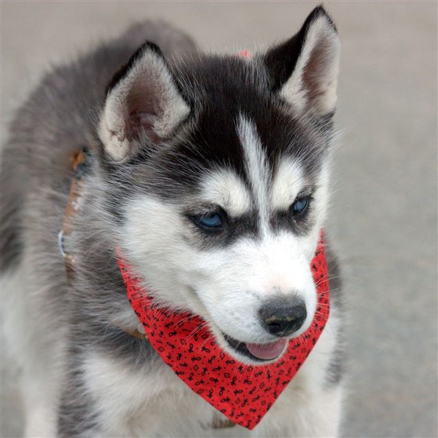 2732x2732 Husky Puppy Dog Face Handkerchief -  iPad Pro Wallpaper