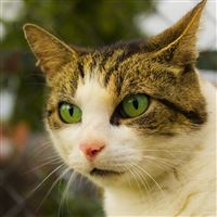 Cat Face Spotted Green Eyed wallpaper