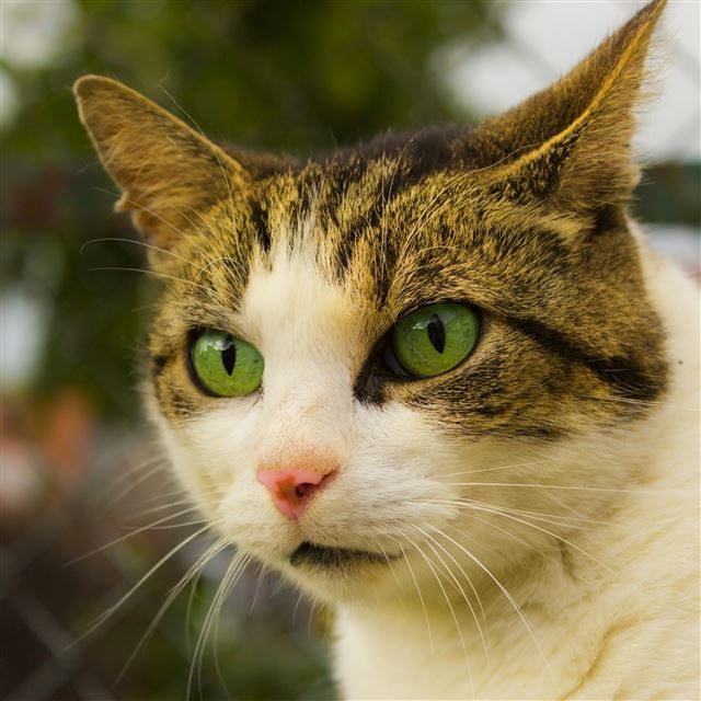 2732x2732 Cat Face Spotted Green Eyed -  iPad Pro Wallpaper