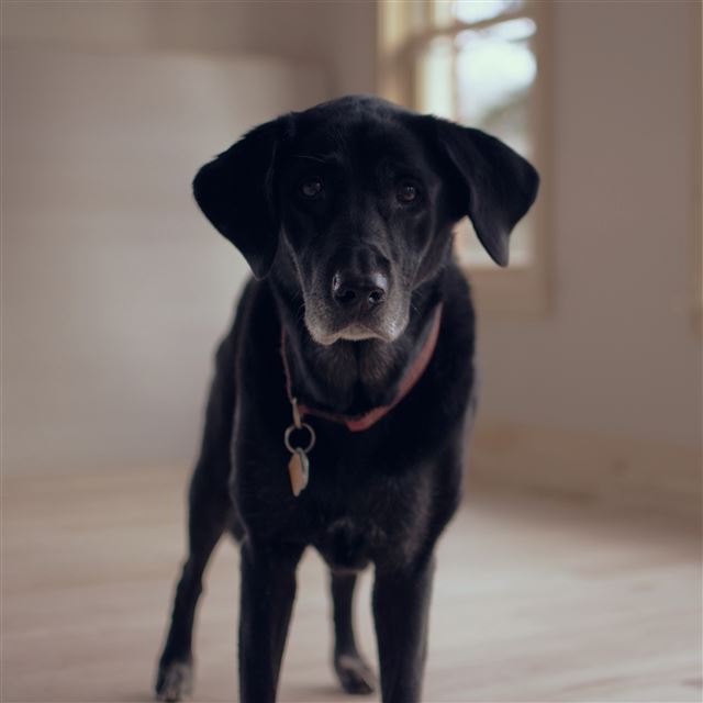 2732x2732 Labrador Retriever Dog Collar -  iPad Pro Wallpaper