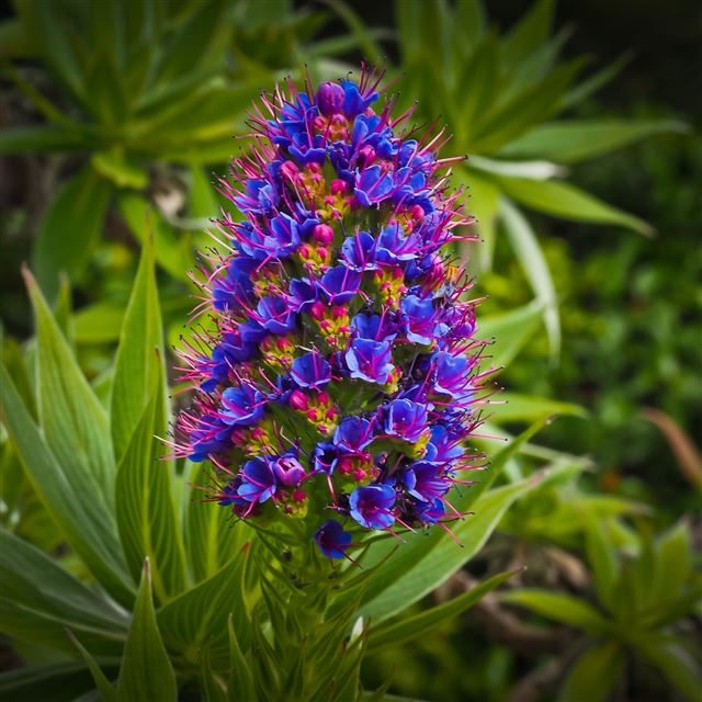 2732x2732 Exotic Flower Grass Bud -  iPad Pro Wallpaper