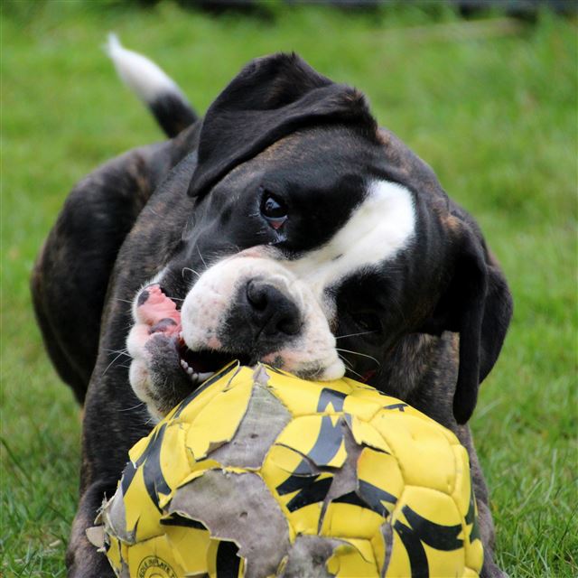 2732x2732 Dog Muzzle Ball Playful -  iPad Pro Wallpaper