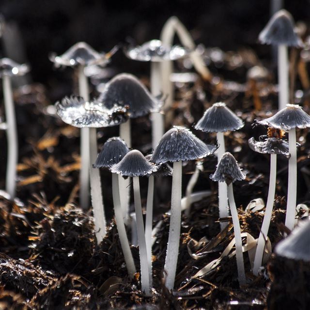 2732x2732 Mushrooms Toadstools Gray Foliage - cute iPad Pro Wallpaper