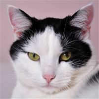 Cat Face Spotted wallpaper