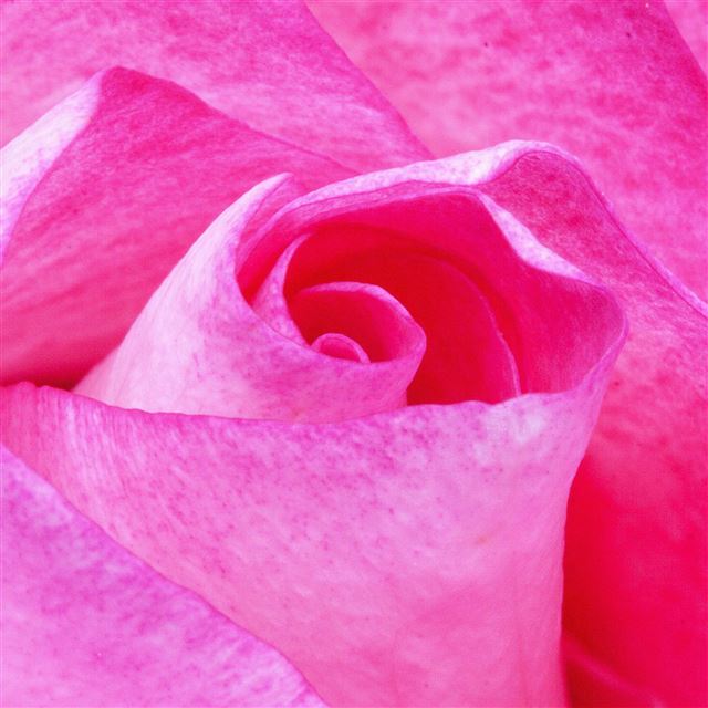 2732x2732 Flower Red Pink Rose Love Nature -  iPad Pro Wallpaper