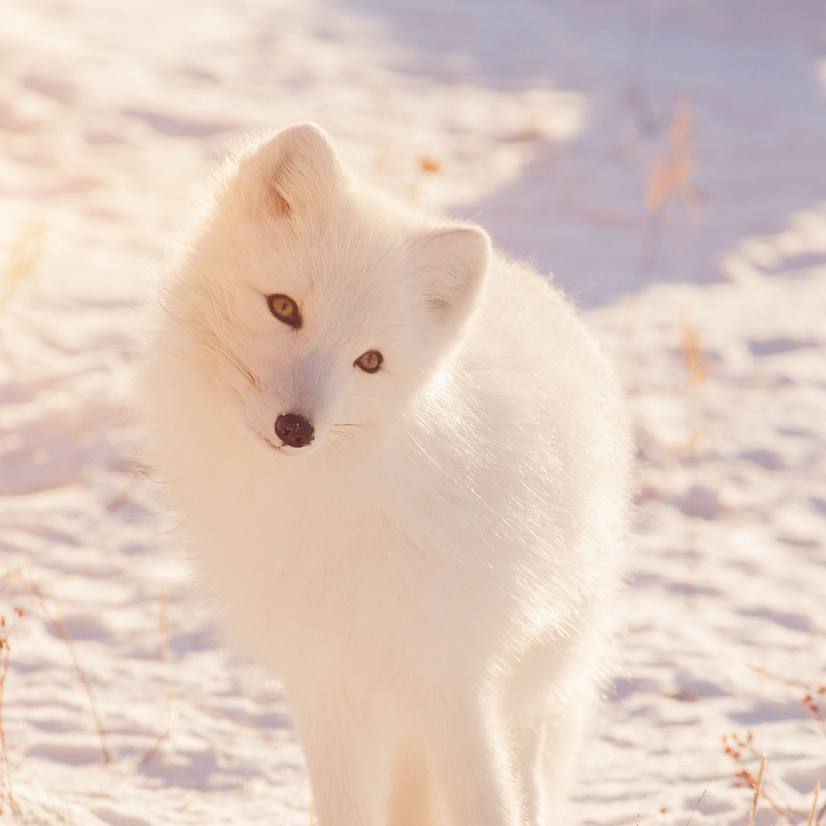 Winter Animal Fox White Flare iPad Pro Wallpapers Free Download