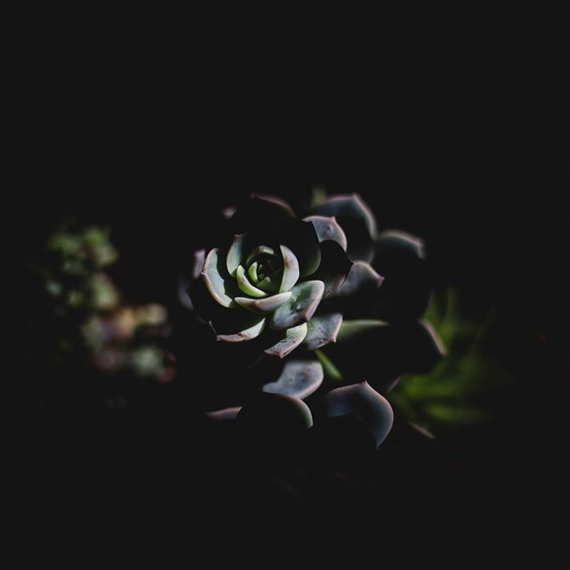 2732x2732 Flower Dark Green Nature - gray iPad Pro Wallpaper