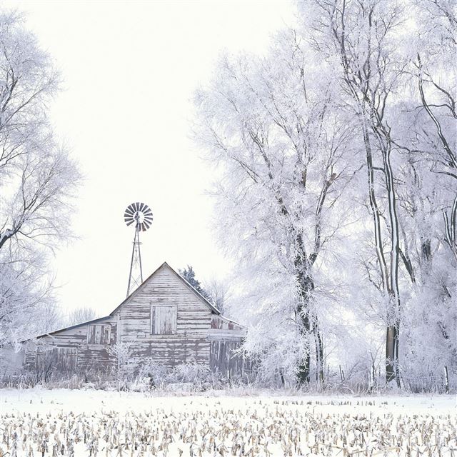 2732x2732 winter snow house hoarfrost trees canes - winter iPad Pro Wallpaper