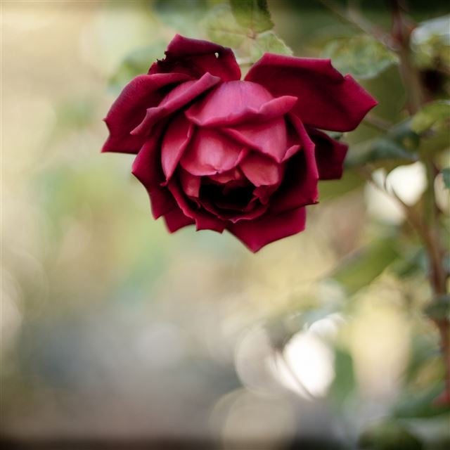 2732x2732 Rose bud red blur -  iPad Pro Wallpaper