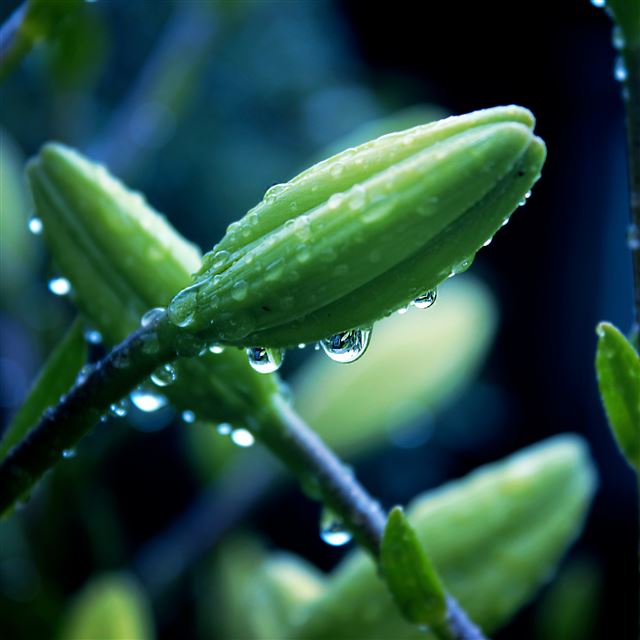 2732x2732 Flower plant macro drops - drops iPad Pro Wallpaper