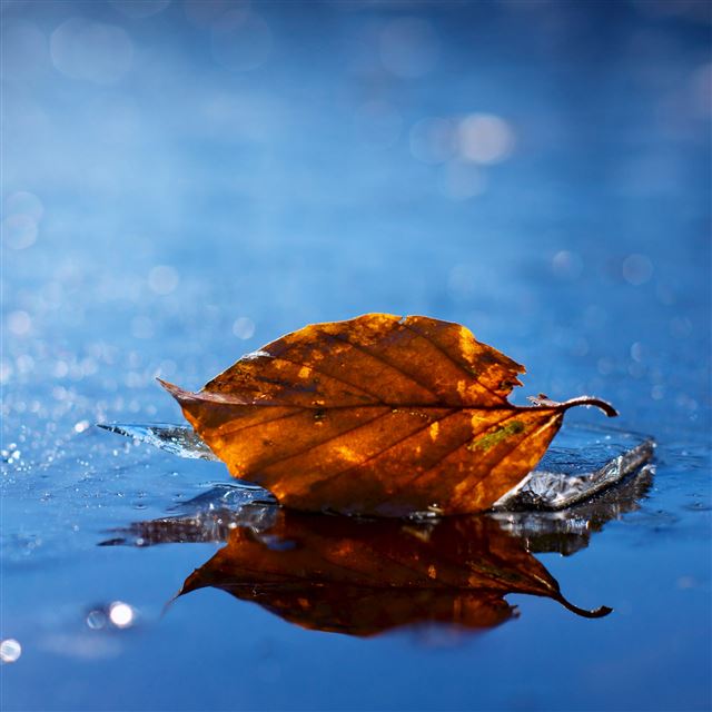 2732x2732 Leaf autumn - autumn iPad Pro Wallpaper