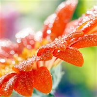 Macro flower drops dew wallpaper