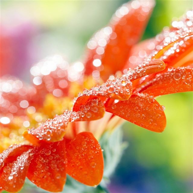 2732x2732 Macro flower drops dew -  iPad Pro Wallpaper