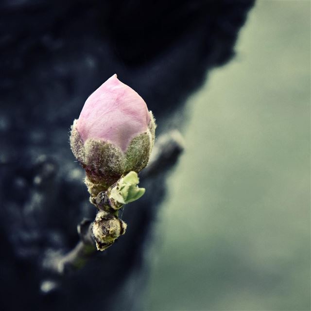 2732x2732 Flower bud -  iPad Pro Wallpaper