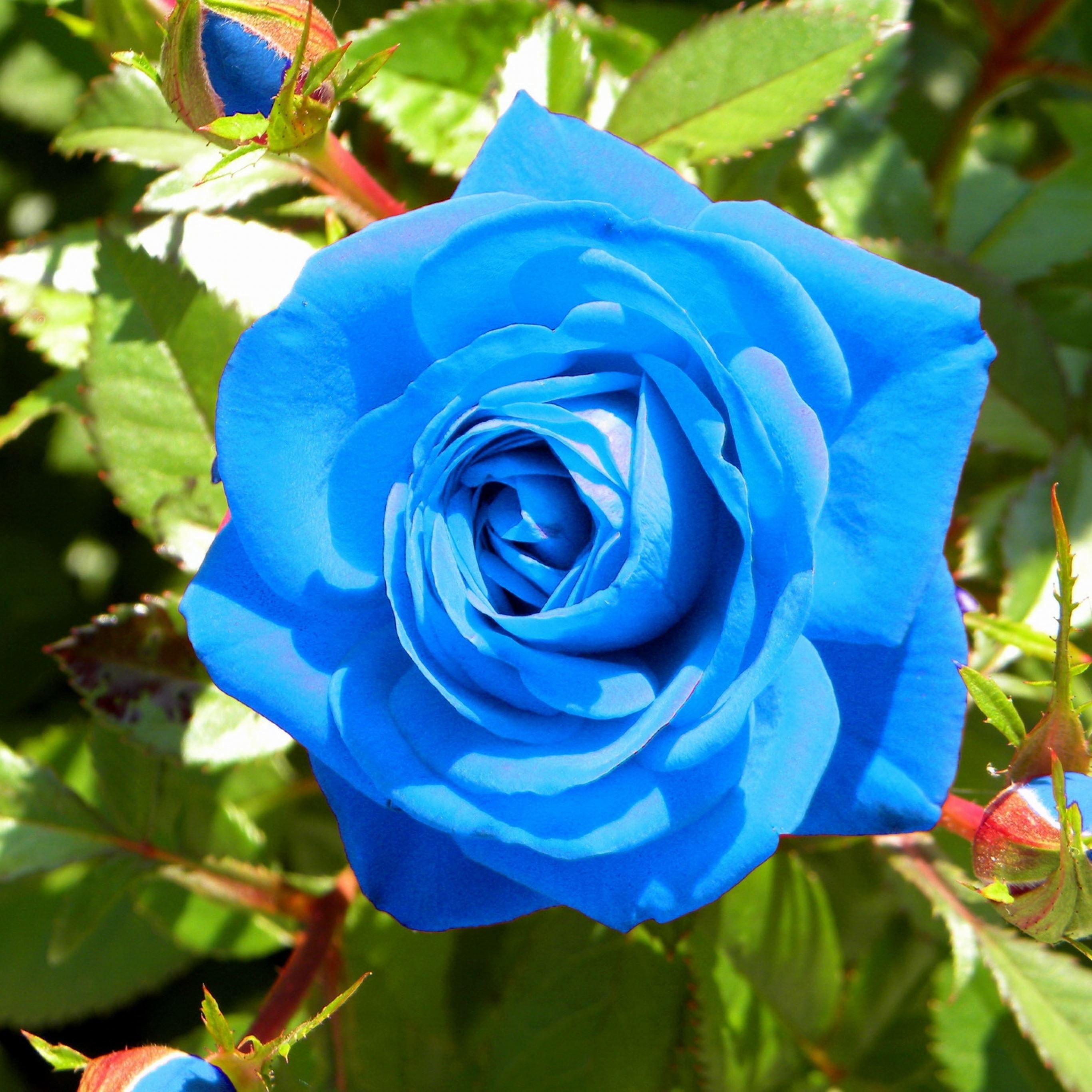 Саженцы голубой розы. Камелия голубая.