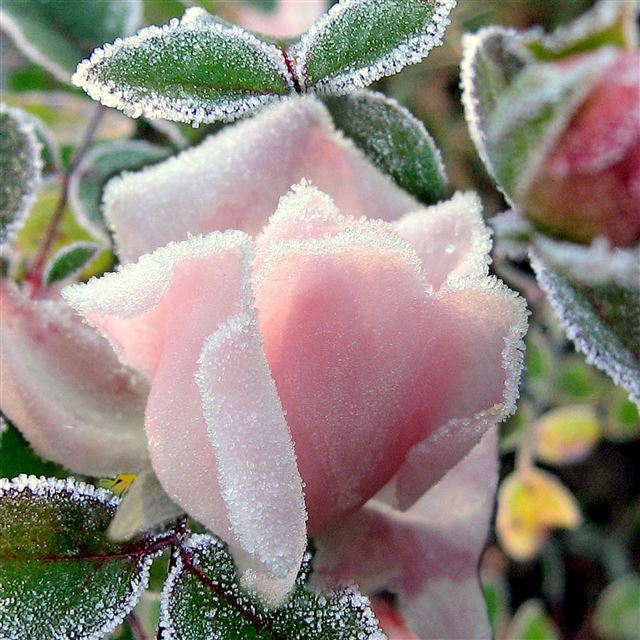 2732x2732 Rose leaves bud frost - leaves iPad Pro Wallpaper