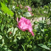 Rose flower buds wallpaper
