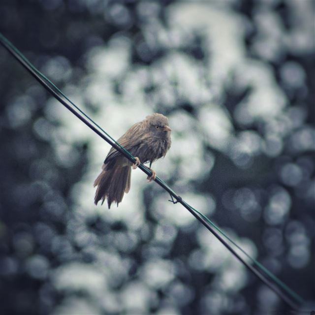2732x2732 Bird -  iPad Pro Wallpaper