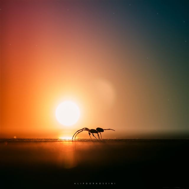 2732x2732 Insect -  iPad Pro Wallpaper