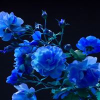 Rose buds garden wallpaper