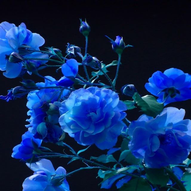 2732x2732 Rose buds garden - black iPad Pro Wallpaper