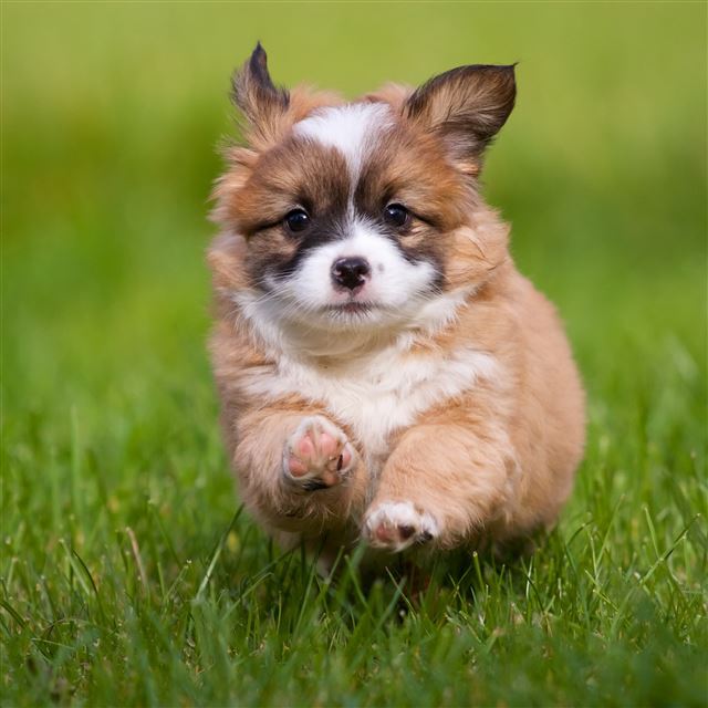 2732x2732 Running walking dog -  iPad Pro Wallpaper