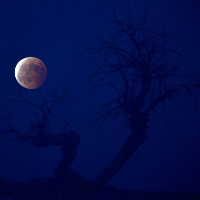 2732x2732 Moon - tree iPad Pro Wallpaper