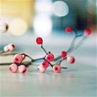 Branch berries table wallpaper