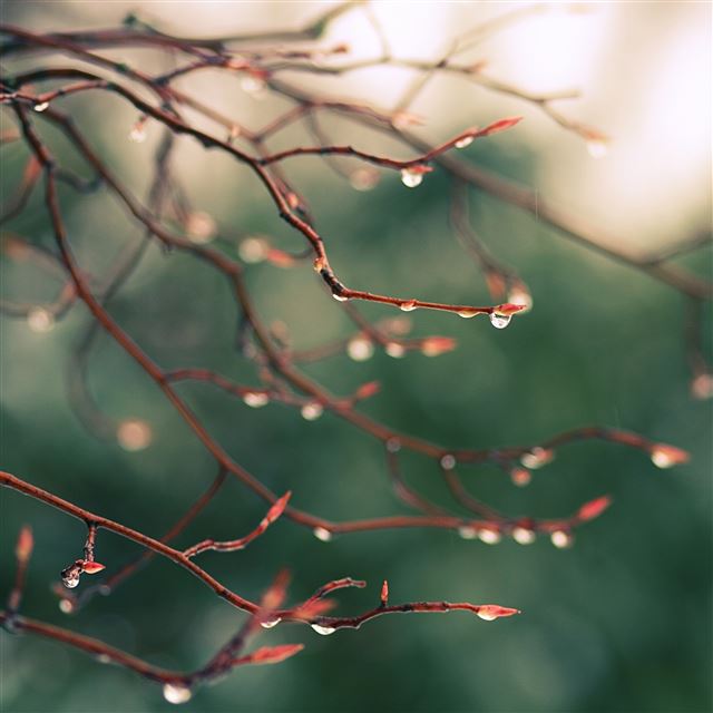 2732x2732 Branch plant blurred light - white iPad Pro Wallpaper