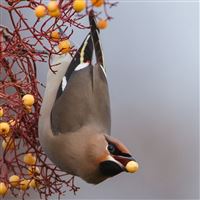 Birds branch berries wallpaper