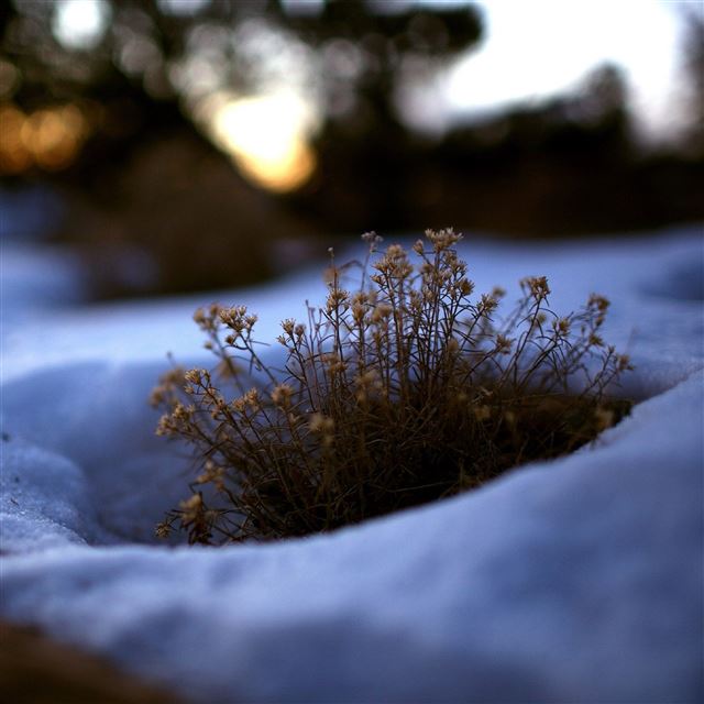 2732x2732 Grass snow melt spring - spring iPad Pro Wallpaper