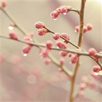 Plants drops branch spring wallpaper