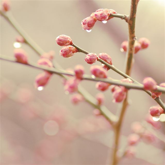 2732x2732 Plants drops branch spring - gray iPad Pro Wallpaper