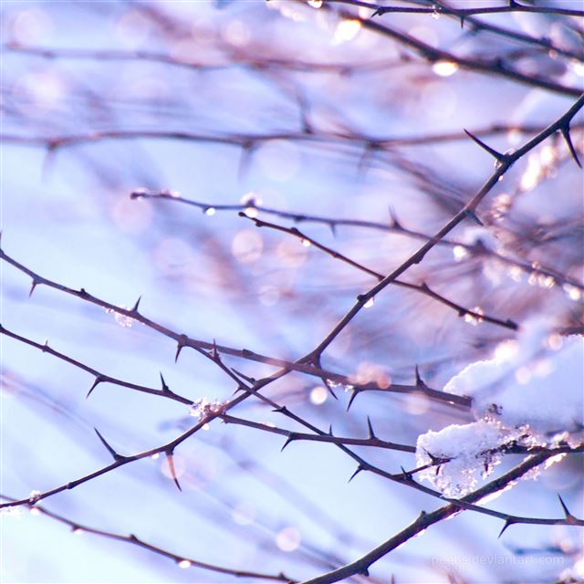 2732x2732 Spring snow branch plants - cyan iPad Pro Wallpaper