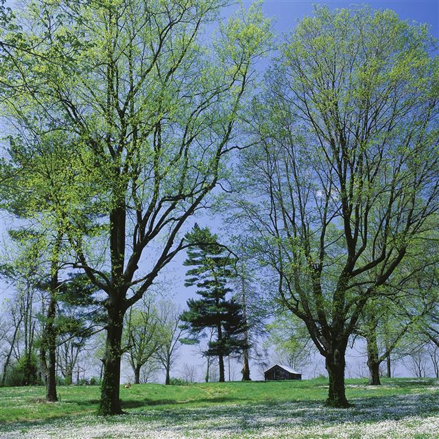 2732x2732 Trees spring - leaves iPad Pro Wallpaper