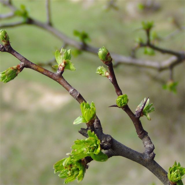 2732x2732 Spring branch - spring iPad Pro Wallpaper