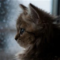 Kitten face window fluffy iPad Pro wallpaper