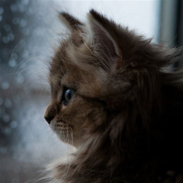 2732x2732 Kitten face window fluffy -  iPad Pro Wallpaper