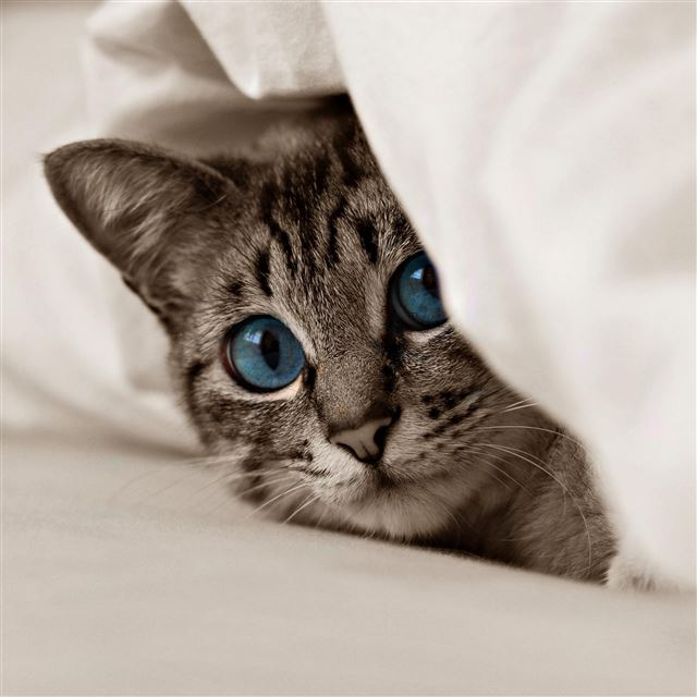 2732x2732 Kitten cat face blue eyes -  iPad Pro Wallpaper