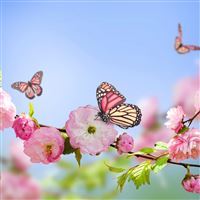 Flowers butterflies spring bloom branch wallpaper