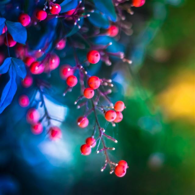 2732x2732 Twig berries leaves background - leaves iPad Pro Wallpaper