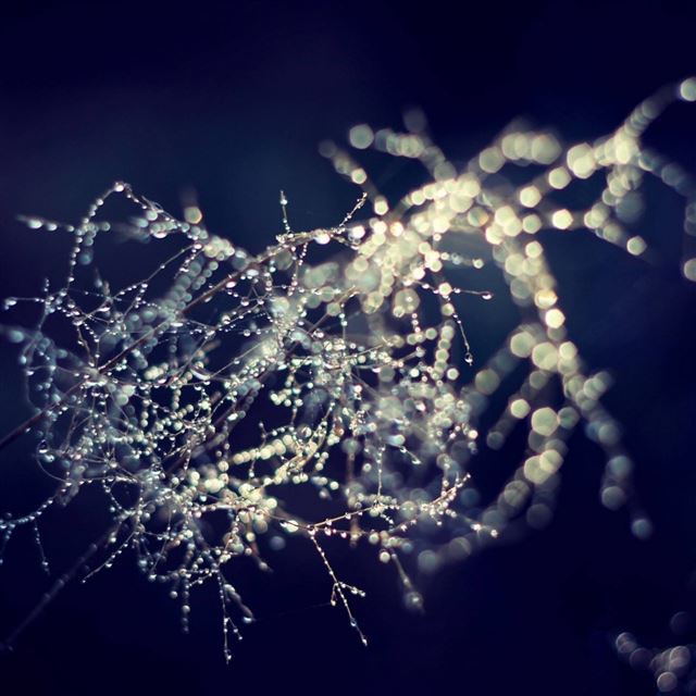 2732x2732 Macro morning drops branch surreal -  iPad Pro Wallpaper