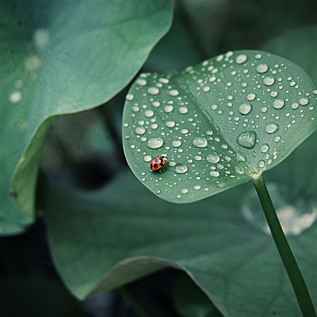 2732x2732 Ladybug leaf drops dew round insect -  iPad Pro Wallpaper