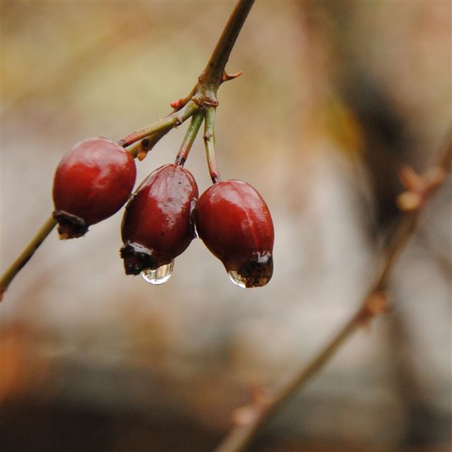 2732x2732 Fall twig berries drops -  iPad Pro Wallpaper
