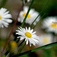 Daisy close up wallpaper