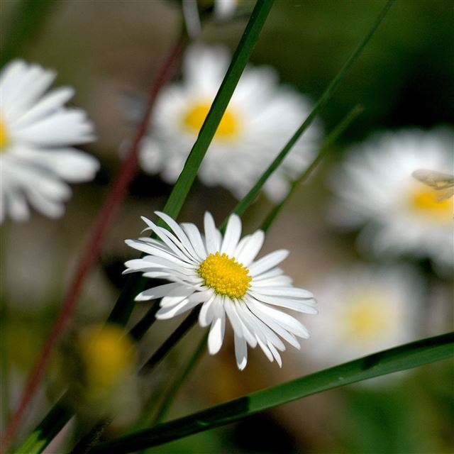 2732x2732 Daisy close up - field iPad Pro Wallpaper